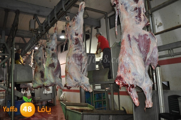 Jam3iya la7m3n (4).JPG